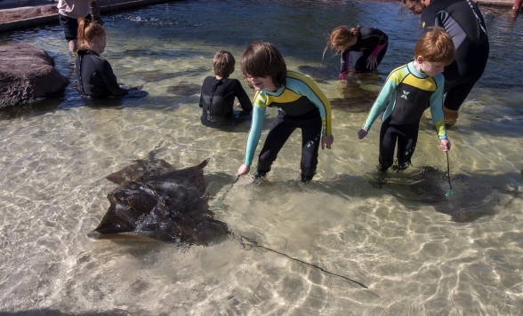 イルカンジ・シャーク＆レイ・エンカウンター